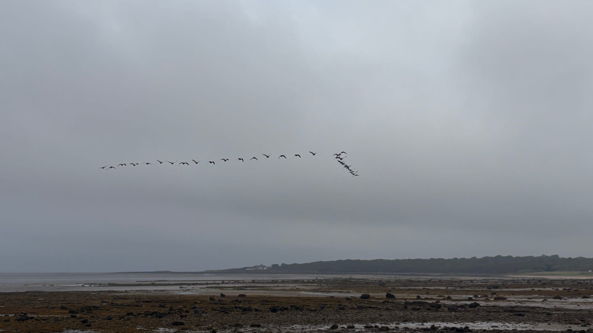 A skein of geese flying over a beach