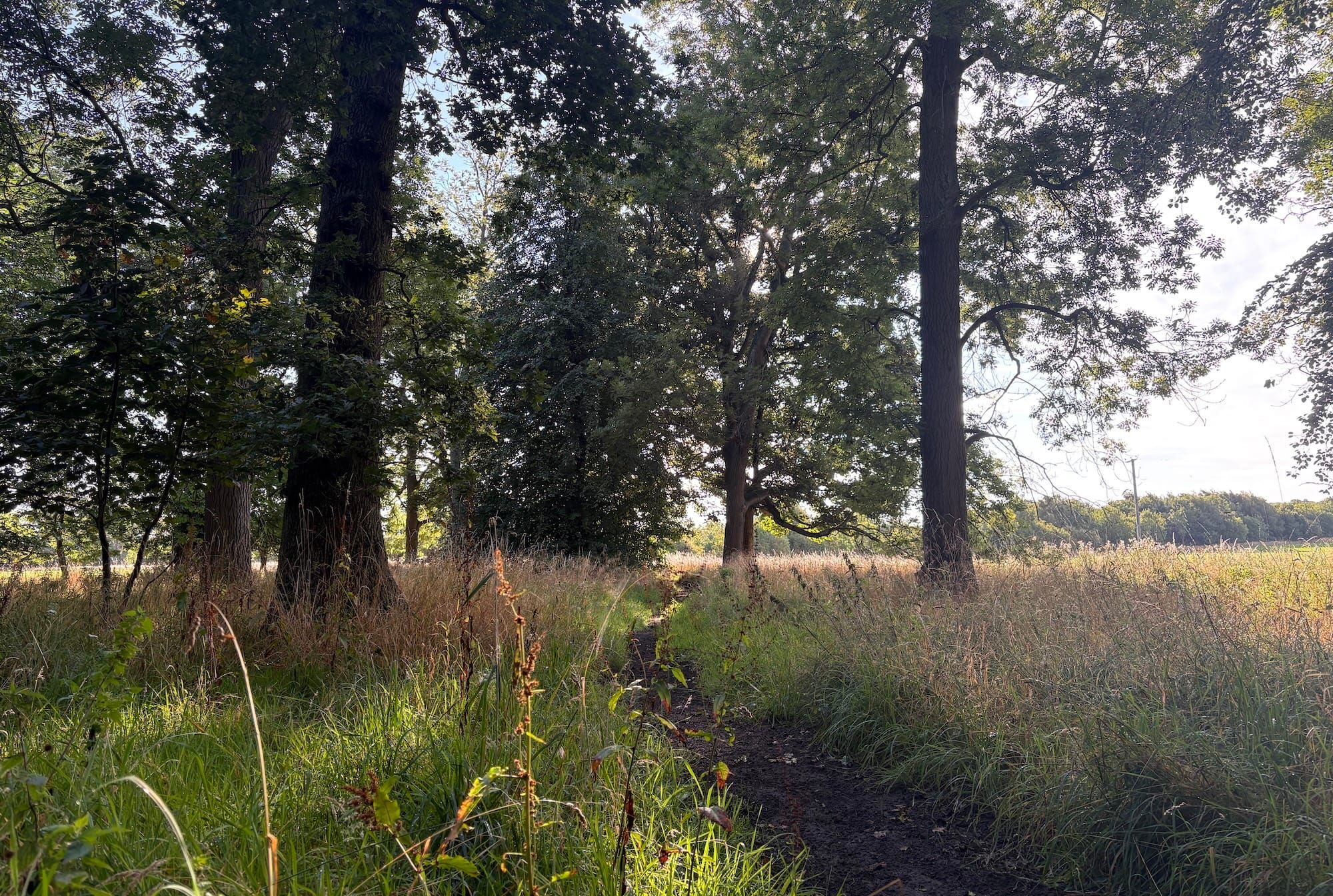 Sunlight on grass in a woodland