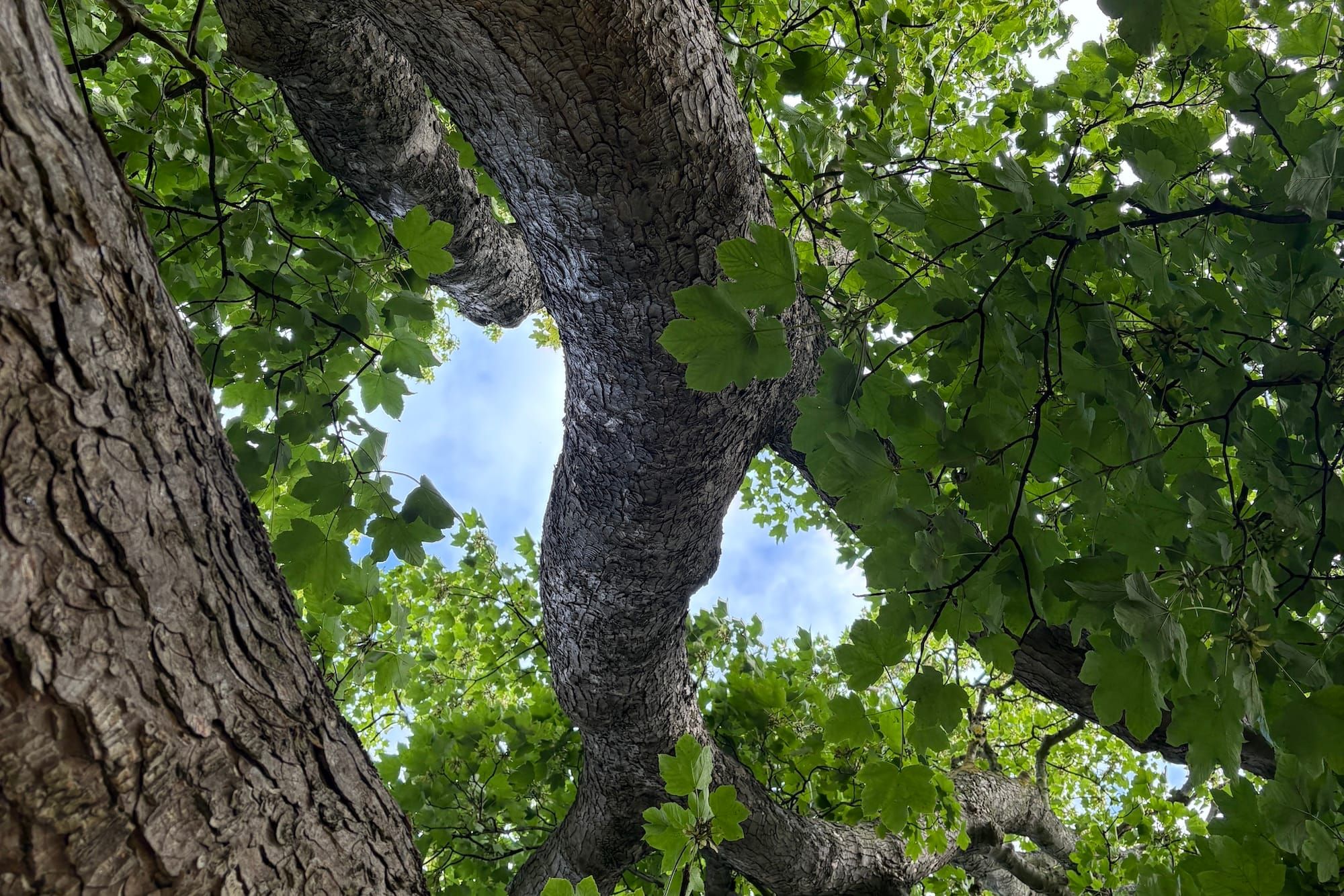 Blue sky through the canopy of a tree