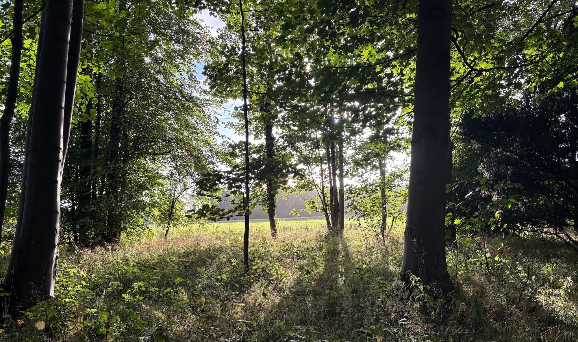 Sunlight through trees