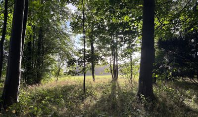 Sunlight through trees