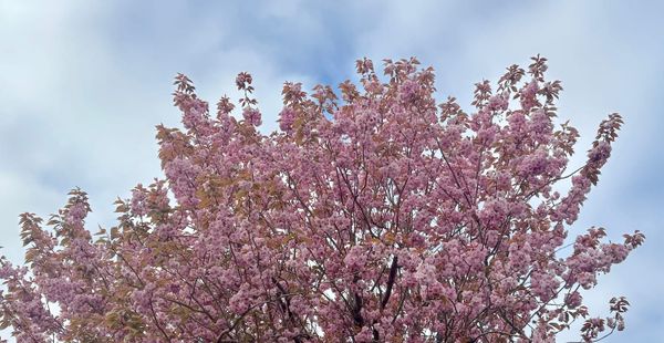 A tree covered with blossoms against a blue sky