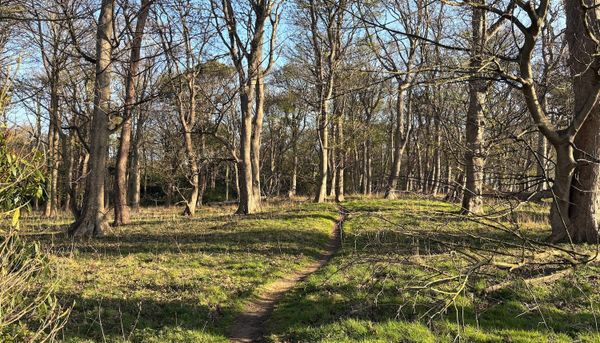 A path leading through a sunny woodland