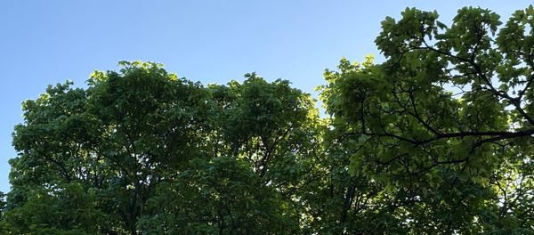 Trees in full green leaf against a blue sky, backlit by sunshine.