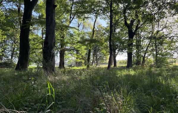 A sunlit deciduous woodland