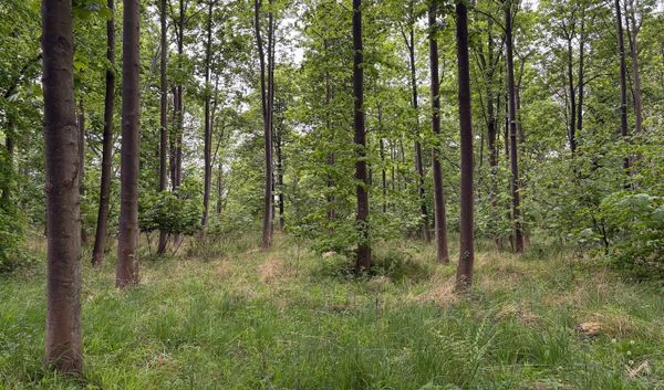 A green, deciduous woodland
