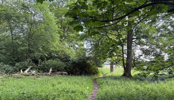 A path through green woodland with a large tree on the right.