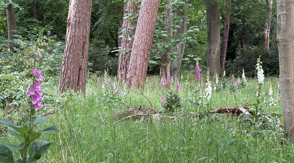 Pink and white flowers among tall grass in a woodland