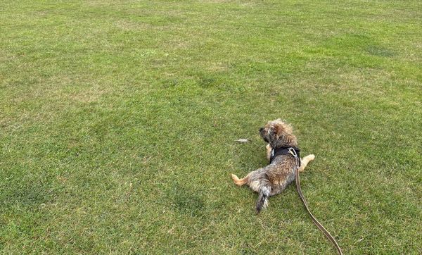River the Dog, resting on some grass