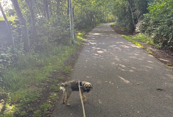 A small border terrier called River, on a railway path edged with green trees