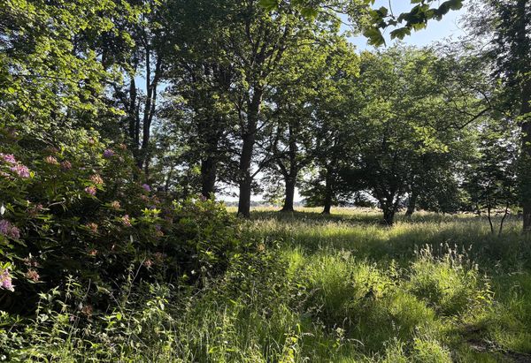 Woodland in sunshine