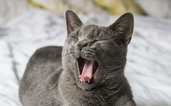 Daynote - Thu 10 Jul