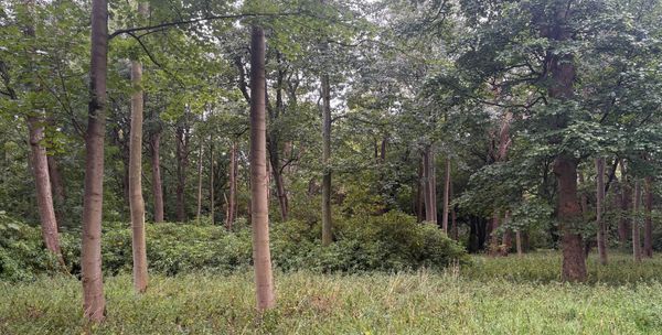 A picture of a slightly damp woodland