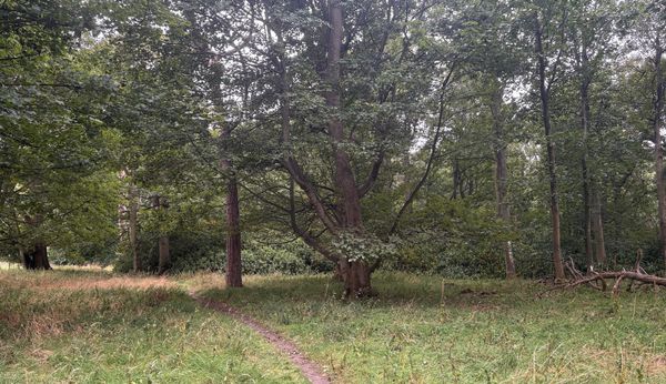 Green woodland with a grey sky and a path