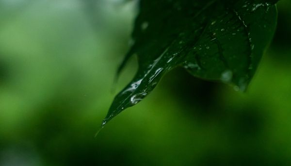 Daynote - Mon 11 Aug