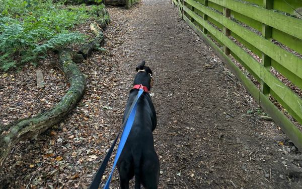 A black greyhound dog on a woodland path