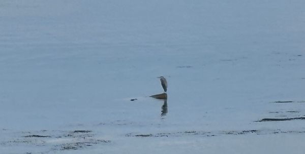 A heron sitting on a rock