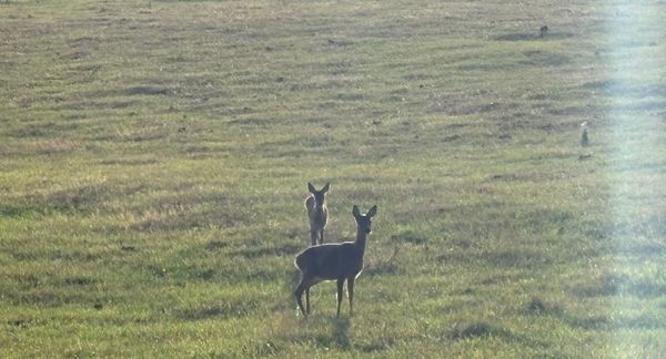 Two deer in a grassy field, backlist by the sun