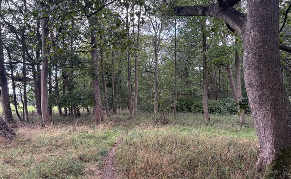 A path through an autumn wood