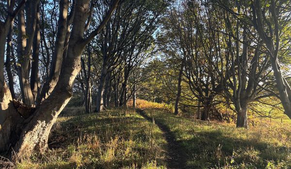 Autumnal woods, lit from the right by morning sun with a path between the trees