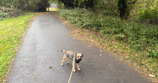 River, a Border Terrier, on a former railway path through trees