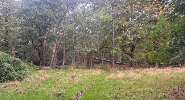 A path through autumnal woods