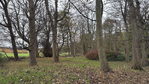 Autumnal woodland with grey skies