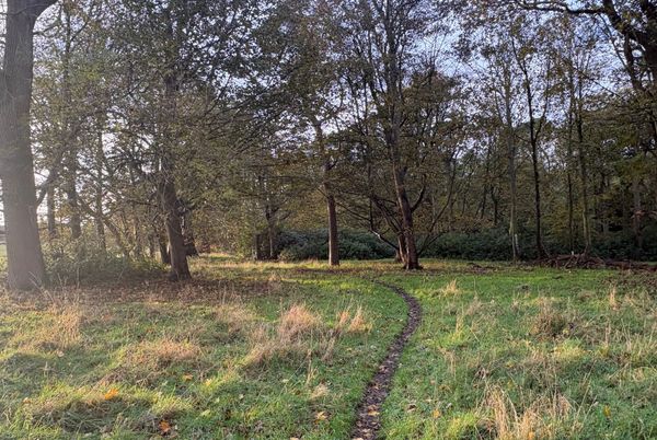 A path leading through woodland