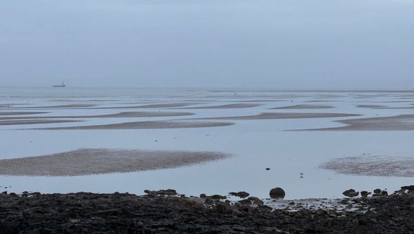 A hazy beach with pools of water and an oystercatcher, a ship in the distance