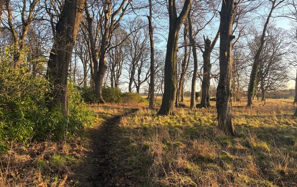 Sunlit woodlands with a path through trees