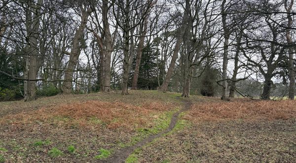A path through woodland