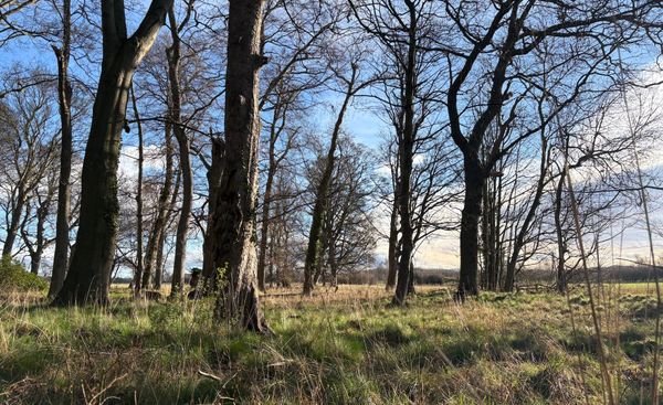 Spring woods with blue sky and white cloud