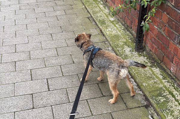 River The Dog at the end of his leash