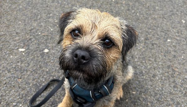 River the Dog, a Border Terrier
