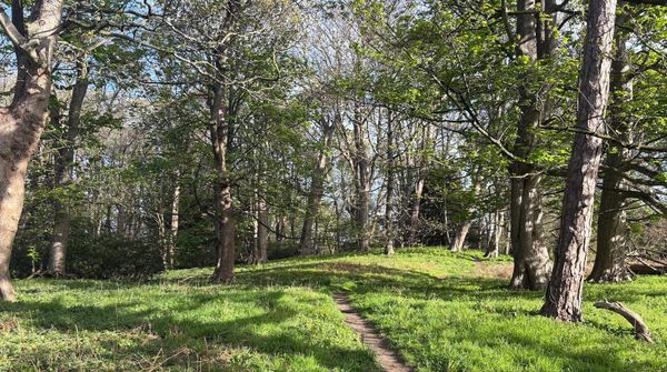 A path through spring woodland