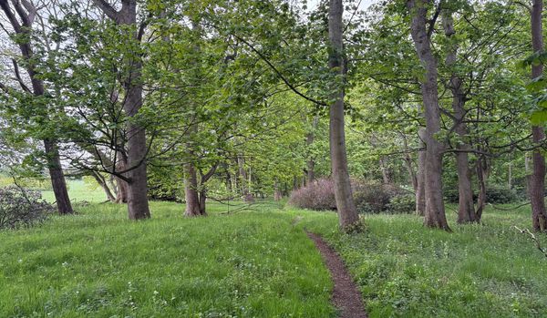 Green woods with a path leading through the trees.