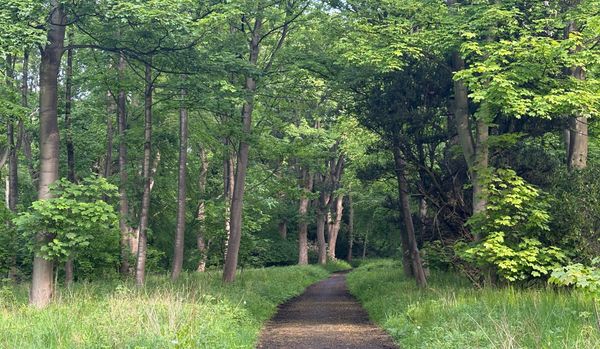 Dense green woodland with a path leading through it