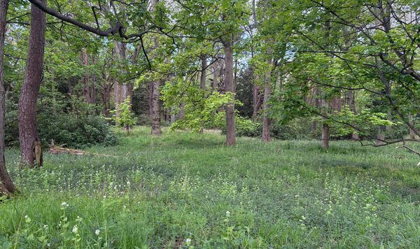 Green woodland and undergrowth