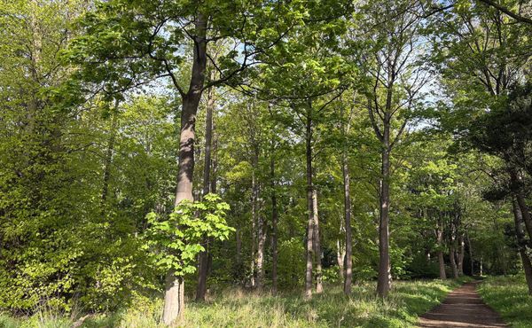 A very green wood with a wide path leading through it