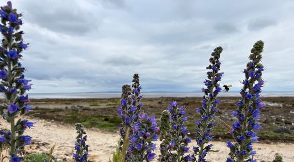 Blueweed at the beach, with a bee foraging for nectar