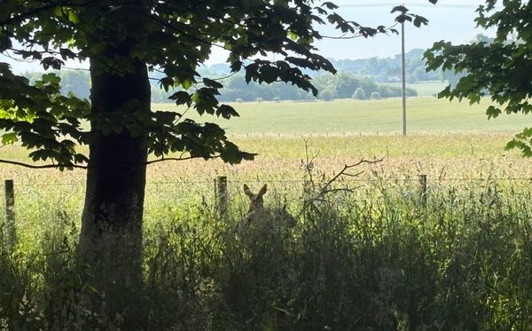 A deer in front of a sunlit field, partially hidden by long grass