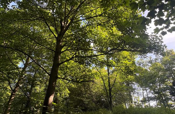 Woodland in sunlight