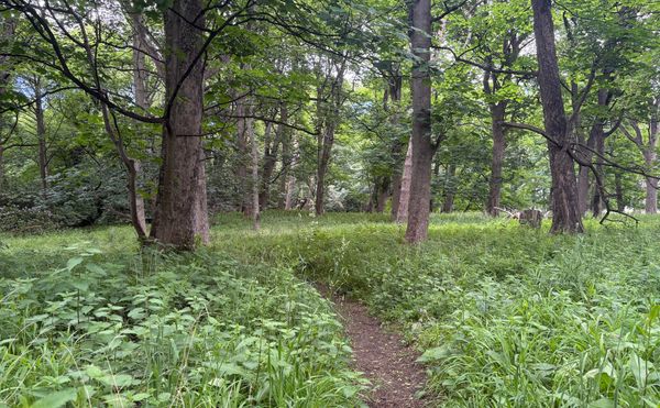 Green woods, with a path running through the centre.