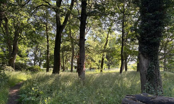 Sunlit woodlands