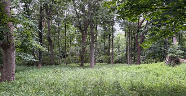 Green, damp woods