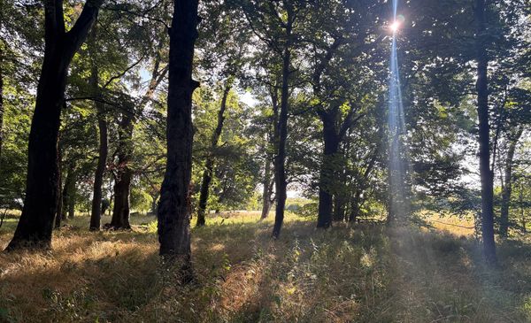 Sunlit trees in a woodland