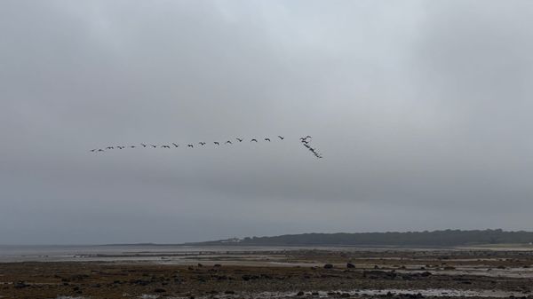 A skein of geese flying over a beach