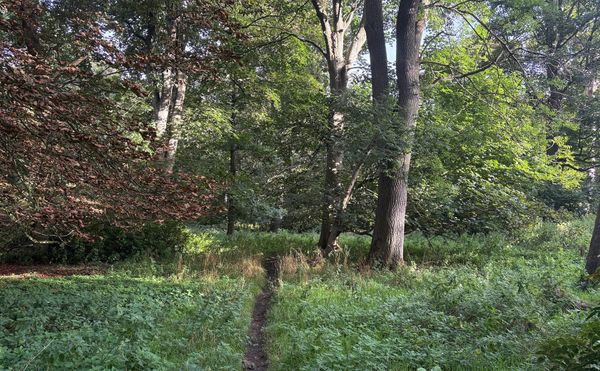 A path through sunlit autumnal woods 