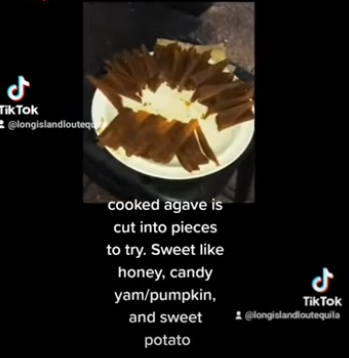 Lou Agave of Long Island Lou Tequila - How Agave is Chopped & Prepared to Cook, For Making Tequila