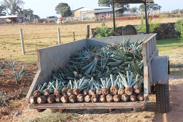 The History Behind Tequila and Bats!
